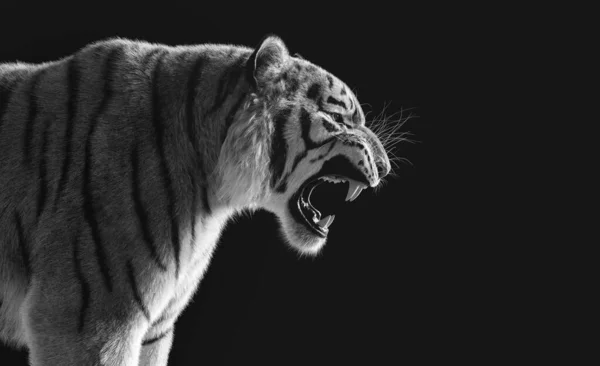 Tigris Üvöltés Portré Stúdióban Fekete Fehér — Stock Fotó