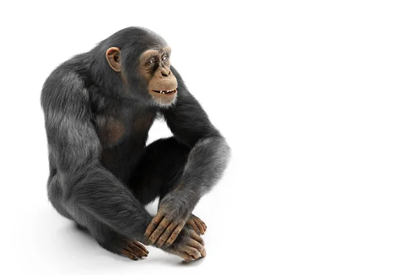 Chimpansee Apenportret Geïsoleerd Wit — Stockfoto