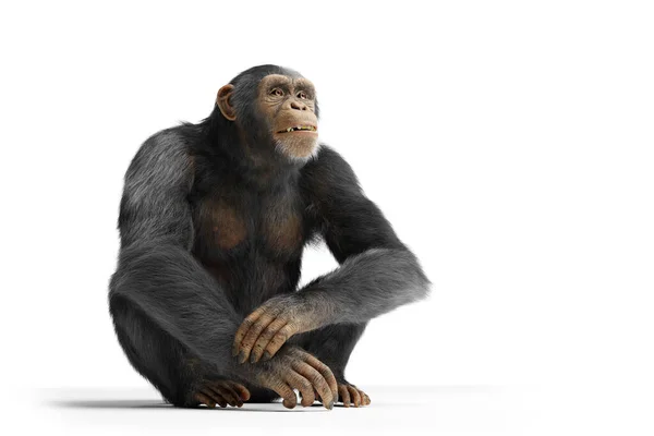 Retrato Macaco Chimpanzé Isolado Branco — Fotografia de Stock