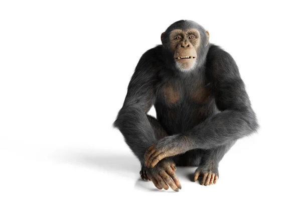 Portrait Singe Chimpanzé Isolé Sur Blanc — Photo