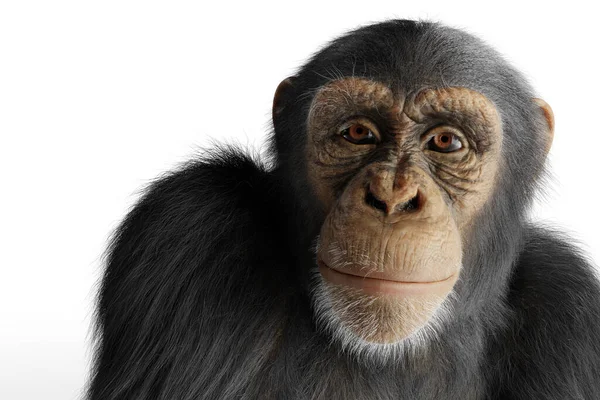 Scimpanzé Scimmia Ritratto Isolato Bianco — Foto Stock
