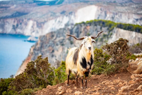Zakynthos Greece Goats Keri Cliffs Ionian Sea Sunset Famous Landmark — Stock Photo, Image