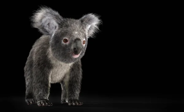 Oso Koala Aislado Negro Ilustración — Foto de Stock