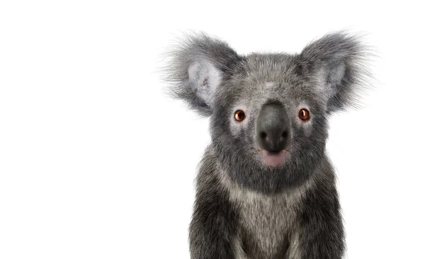 Urso Koala Isolado Branco Ilustração — Fotografia de Stock