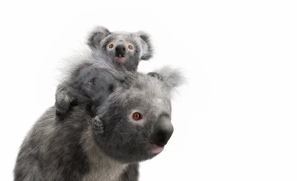 Koala Medvěd Dítětem Zádech Izolované Bílém Ilustrace — Stock fotografie