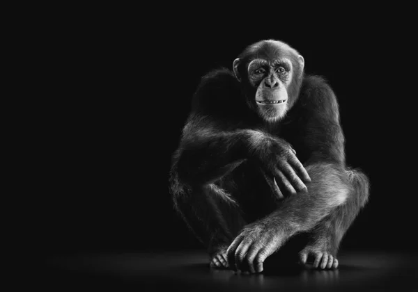 Chimpancé Mono Sentado Retrato Sobre Fondo Negro — Foto de Stock