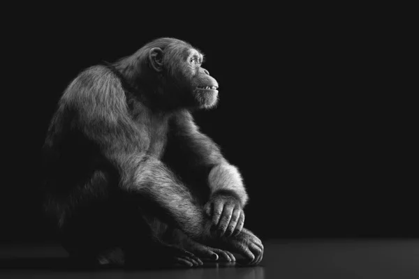 Chimpansee Aap Zittend Portret Zwarte Achtergrond — Stockfoto