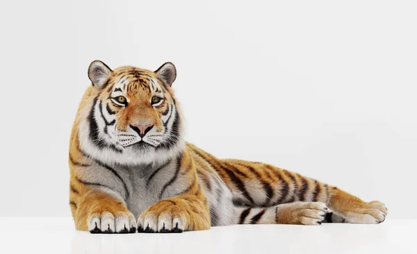 Retrato Tigre Acostado Aislado Sobre Blanco — Foto de Stock