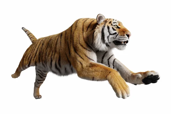Tiger Salto Ataque Isolado Branco — Fotografia de Stock