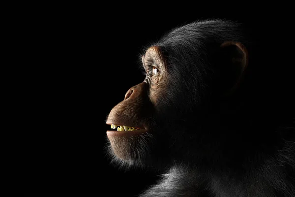 Szympans Małpa Twarz Portret Czarnym Tle — Zdjęcie stockowe