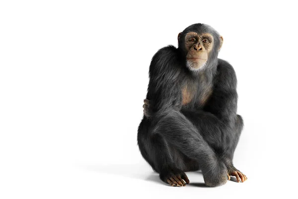 Chimpansee Apenportret Geïsoleerd Wit — Stockfoto