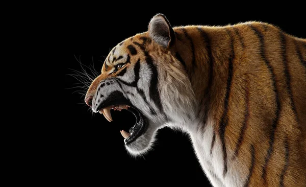 Tiger Roar Portrait Black Studio — Stock Photo, Image