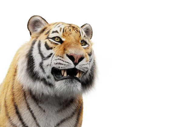 Tiger Πρόσωπο Πορτρέτο Απομονώνονται Λευκό — Φωτογραφία Αρχείου