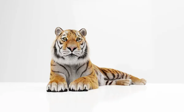 Retrato Tigre Acostado Aislado Sobre Blanco — Foto de Stock