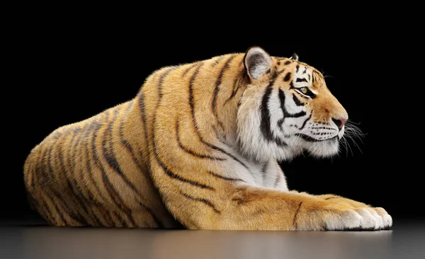 Tiger Portrait Black Studio — Stock Photo, Image