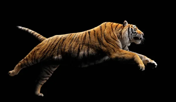 Tigre Correr Atacar Preto Estúdio — Fotografia de Stock