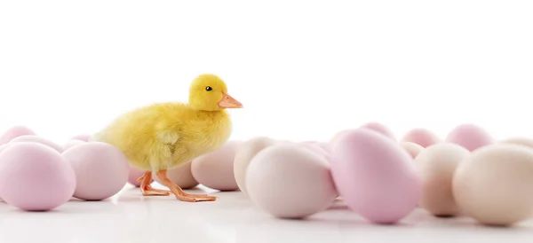 Húsvéti Tojás Sárga Csirke Izolált Fehér — Stock Fotó