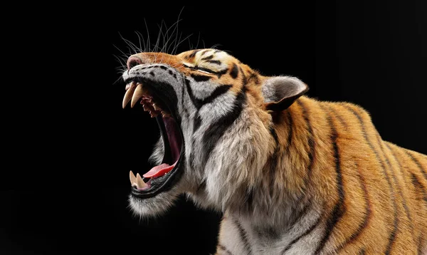 Tiger Roar Portrait Black Studio — Stock Photo, Image