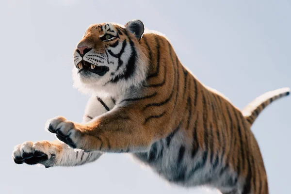 Tigre Correr Atacar Céu — Fotografia de Stock