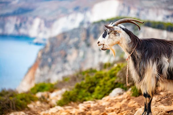 Yunanistan Zakynthos Gün Batımında Yon Denizi Ile Keri Kayalıklarında Keçiler — Stok fotoğraf