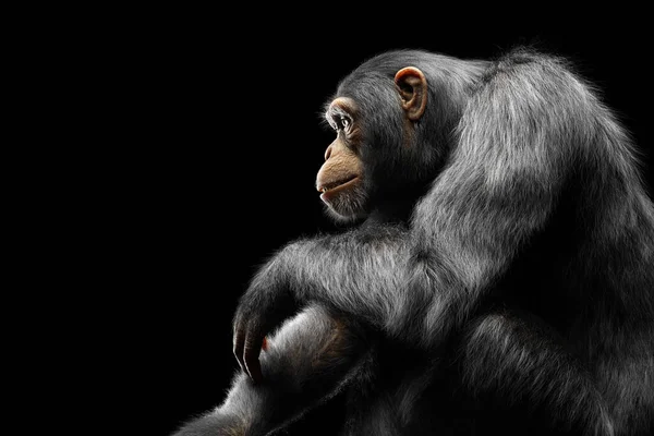 Singe Chimpanzé Assis Portrait Sur Fond Noir — Photo