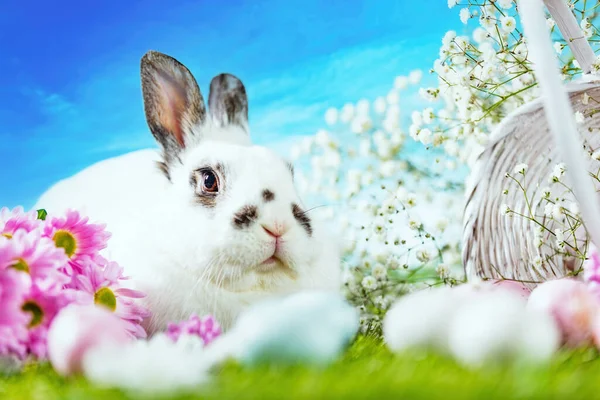复活节兔子和彩绘蛋篮子在草地上 假日主题 — 图库照片