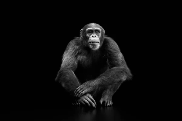 Schimpansenaffen Porträt Auf Schwarzem Hintergrund — Stockfoto