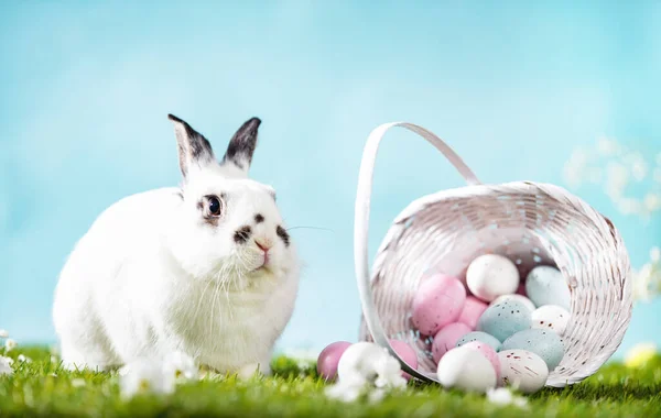 Zajączek Wielkanocny Malowane Jajka Koszyku Trawie Temat Wakacji — Zdjęcie stockowe