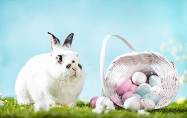 Easter Bunny Painted Eggs Basket Grass Holiday Theme — Stock Photo, Image