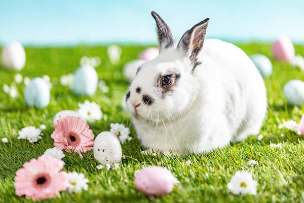 Zajączek Wielkanocny Malowane Jajka Trawie Temat Wakacji — Zdjęcie stockowe