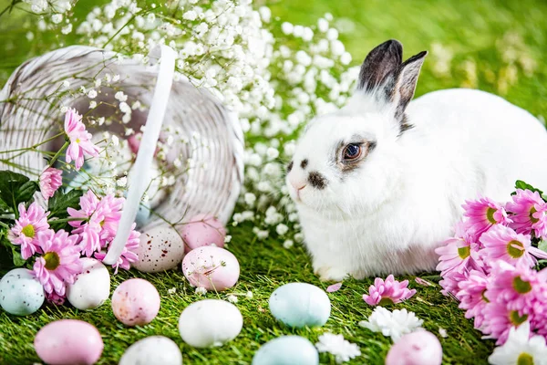 Osterhase Und Bemalte Eier Korb Auf Gras Urlaubsthema — Stockfoto