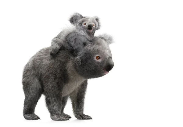 Koala Beer Met Zijn Baby Rug Geïsoleerd Wit Illustratie — Stockfoto