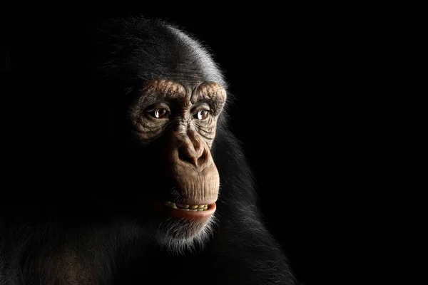 Retrato Cara Mono Chimpancé Sobre Fondo Negro —  Fotos de Stock