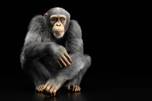 Szympans Małpa Siedzi Portret Czarnym Tle — Zdjęcie stockowe