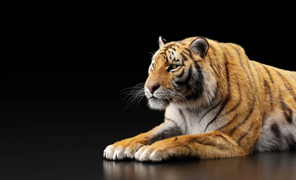 Tiger Porträtt Svart Studio — Stockfoto