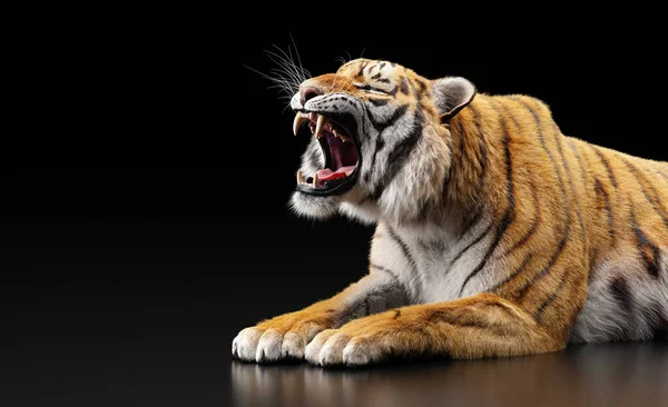 Tiger Roar Portrait Black Studio — Stock Photo, Image