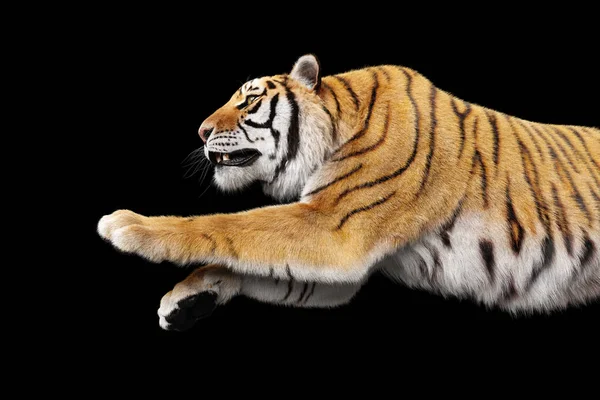 Tiger Kör Och Attack Svart Studio — Stockfoto