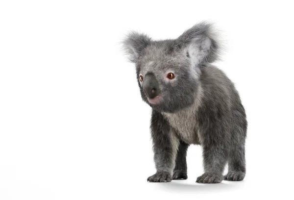 Koala Beer Geïsoleerd Wit Illustratie — Stockfoto