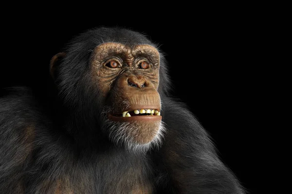Šimpanzí Opice Portrét Černém Pozadí — Stock fotografie