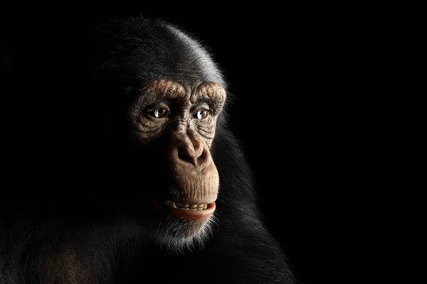 Portrait Singe Chimpanzé Sur Fond Noir — Photo