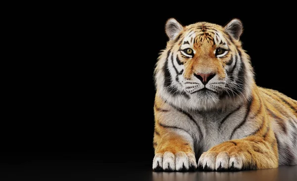 Tiger Porträtt Svart Studio — Stockfoto