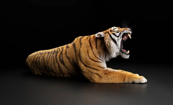 Tigre Rugido Retrato Preto Estúdio — Fotografia de Stock