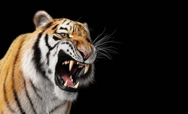Tiger Βρυχηθμό Πορτρέτο Μαύρο Στο Στούντιο — Φωτογραφία Αρχείου