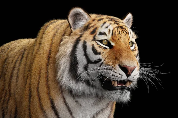 Retrato Tigre Preto Estúdio — Fotografia de Stock