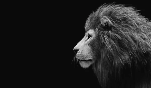 Portrait Lion Sur Noir Noir Blanc Illustration — Photo