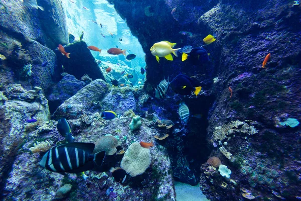 Underwater Coral Reef Tropical Fish — 스톡 사진