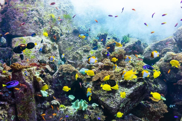 Underwater Coral Reef Tropical Fish — Stockfoto