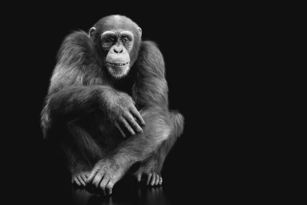 Szympans Małpa Siedzi Portret Czarnym Tle — Zdjęcie stockowe