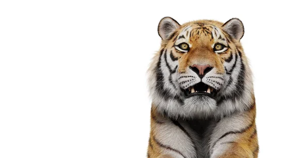 Tiger Face Portrait Isolated White — Stock Photo, Image