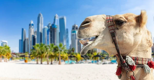 Camel Dubai Jumeirah Beach Marina Skyscrapers Uae Popular Public Jbr — стокове фото